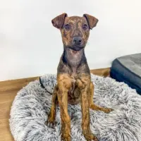 Adopta a Chita