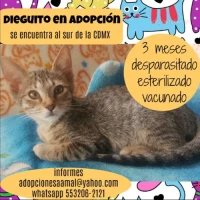 Adopta a Dieguito