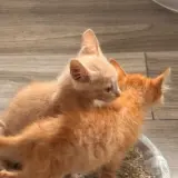 Adopta a Gatitos