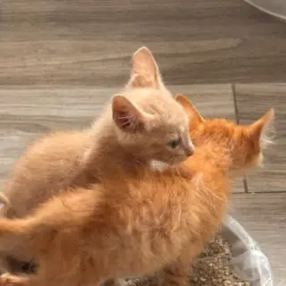 Gatitos