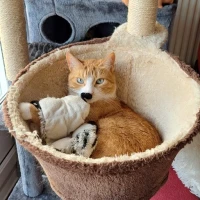 Adopta a Cheetos