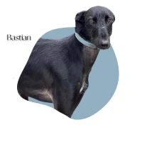 Adopta a Bastian