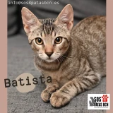 Adopta a Batista