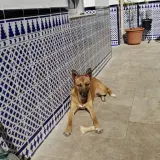 Adopta a Nina