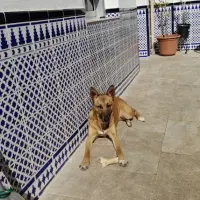 Adopta a Nina