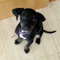 Adopta a Bimba