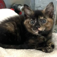 Adopta a Lisboa