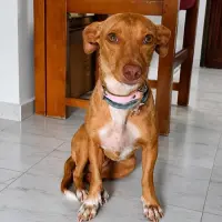 Adopta a Mami