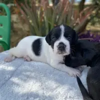 Adopta a Han Luke