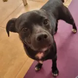Adopta a Apu