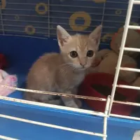 Adopta a Misty