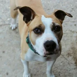 Adopta a Cisco