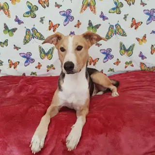 Bandolero