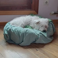 Adopta a Odie