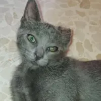 Adopta a Pipa