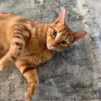 Adopta a Lucas