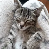 Adopta a Lluvia