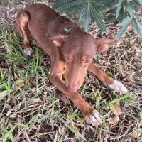 Adopta a Trufa