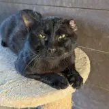 Adopta a Shadow