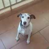 Adopta a Curro