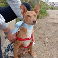 Adopta a Taco, Perrito Pequeño