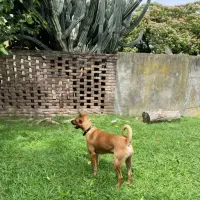 Adopta a Peter
