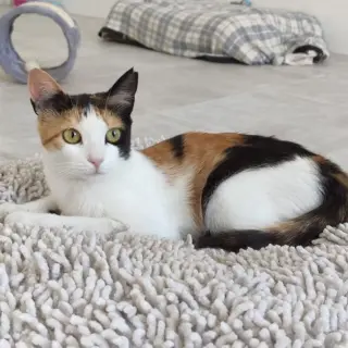 Yzma