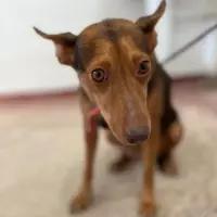 Adopta a Aura