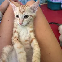 Adopta a Versace