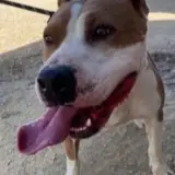 Adopta a Wally
