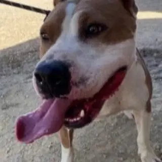 Wally