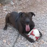 Adopta a Melocotón