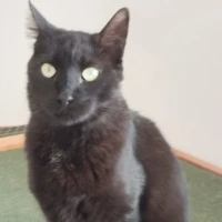 Adopta a Leda