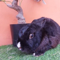 Adopta a Kasumi (Bloque C)