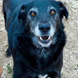 Porthos