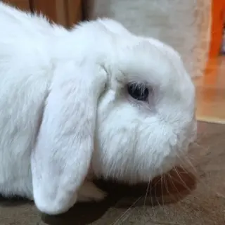 Robert