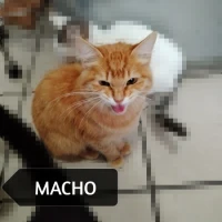 Adopta a Sin Nombre