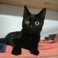 Adopta a Batman