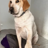 Adopta a Toto