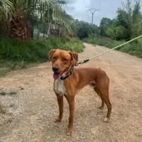 Adopta a Chase