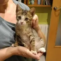 Adopta a Sonsa