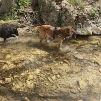 Adopta a Draco  Y Duquesa