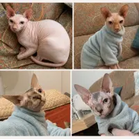 Adopta a Miu