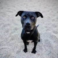 Adopta a Pepinillo
