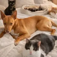 Adopta a Loki