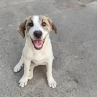 Adopta a Sito