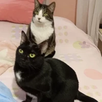 Adopta a Tommy Y Lunareja