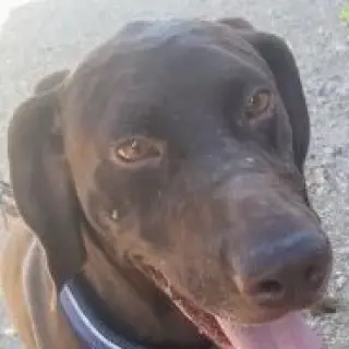 Choco