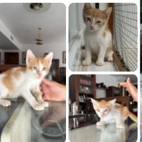 Adopta a Los Niños De Cati