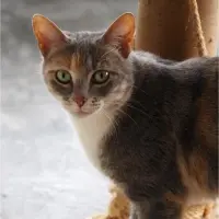 Adopta a Mimi